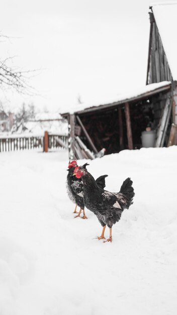 Gallos sobre un fondo de invierno. Foto vertical en el campo. Concepto de granja y ganadería