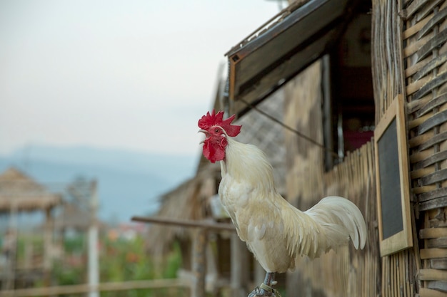 Galo branco e galinha, na casa de bambu.