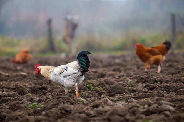 Galo branco e preto bonito grande e galinhas bonitos que alimentam fora no campo arado no dia ensolarado brilhante em rural colorido borrado. Cultivo de aves, carne de frango e ovos conceito.