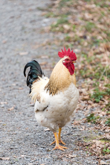 Galo branco lindo andando na natureza