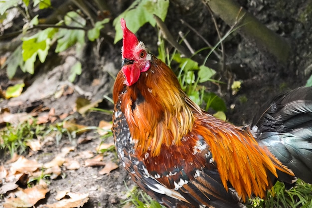 Galo brilhante colorido bonito