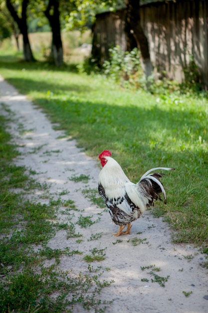 Foto galo colorido na fazenda gatos bonitos a caminhar na rua conceito ecológico da aldeia