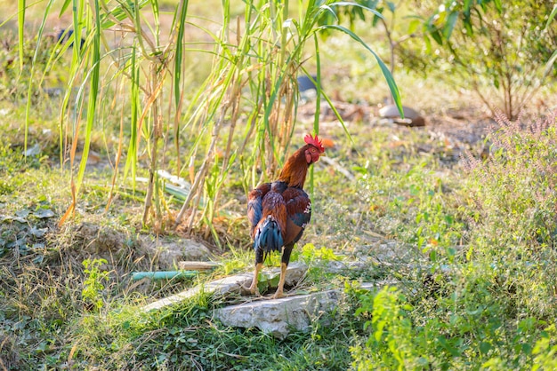 Galo colorido ou galo de luta na fazenda