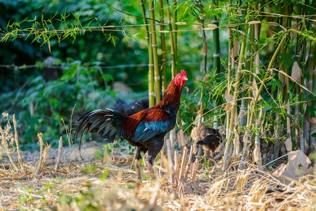 Galo colorido ou lutando galo na fazenda