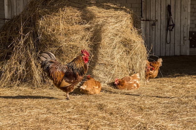 Galo com galinhas andando sobre um feno na zona rural. bando de galinhas pastando no feno. Galinha pastando no campo. Galinha de Welsummer caminhando com várias outras galinhas.