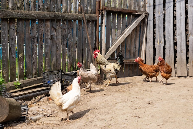 Galo com galinhas no galinheiro da aldeia