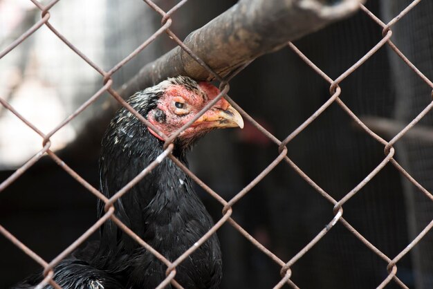 Galo de caça no galinheiro de gaiola de aço Conceito animal