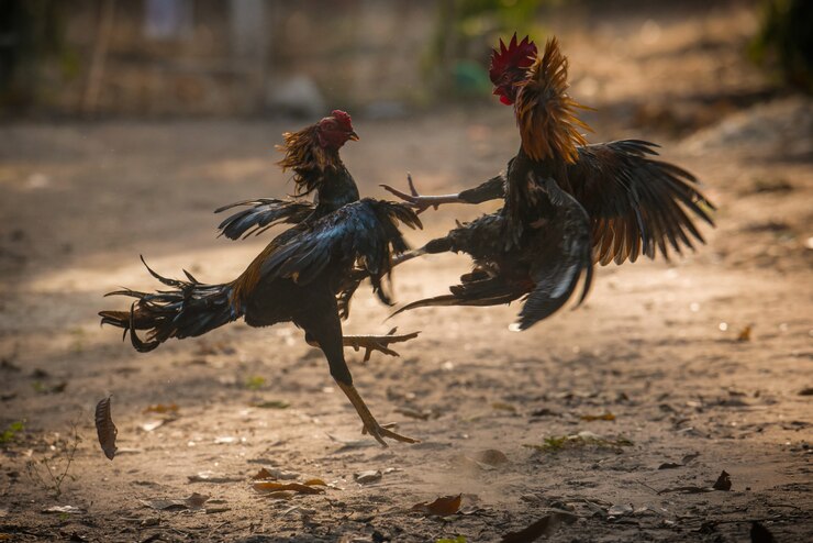 Galo de dois lutadores na natureza Arena luta.