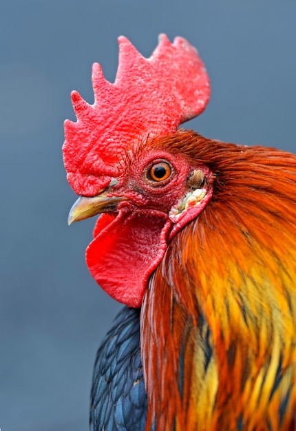 Galo de estimação na fazenda