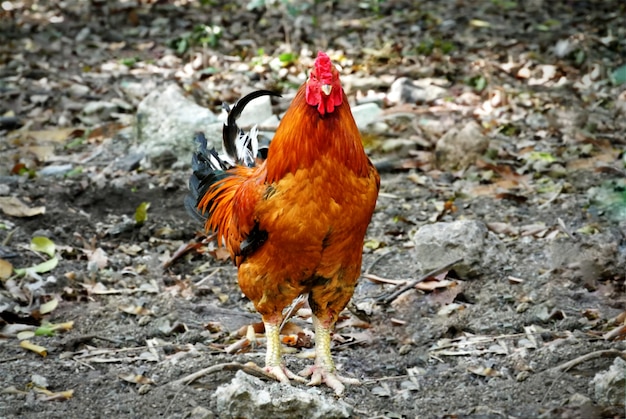 Galo de galinha tailandês no olhar selvagem em linha reta na câmera