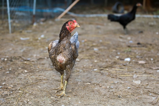 Galo de luta cinza