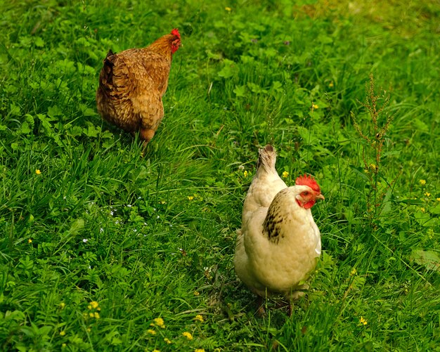 Galo de perto na fazenda, fundo de grama verde