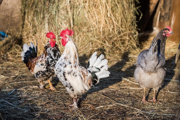 Galo e frango lá fora na aldeia na natureza