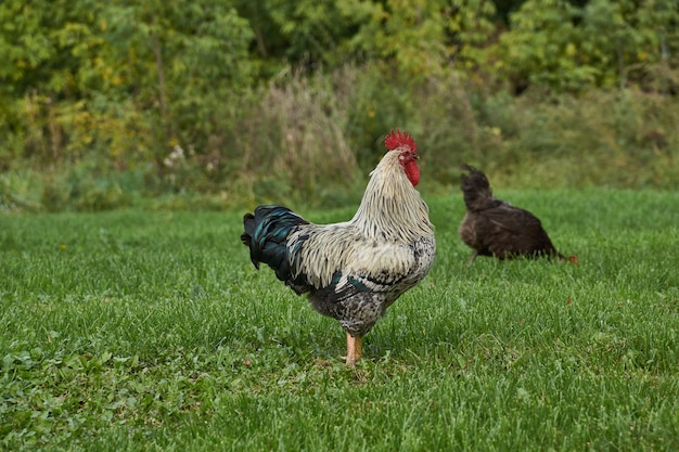 Galo e galinha caminham pelo gramado e procuram algo comestível perto da casa de campo.