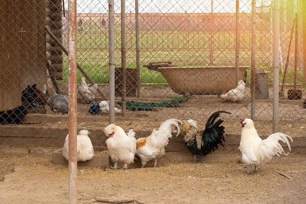 Galo e galinha espaço de cultivo ao ar livre para galinhas