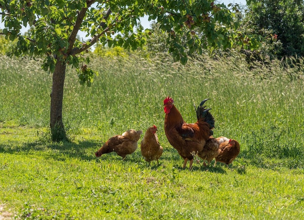 Galo e galinhas ao lado da estrada rural na croácia à procura de comida