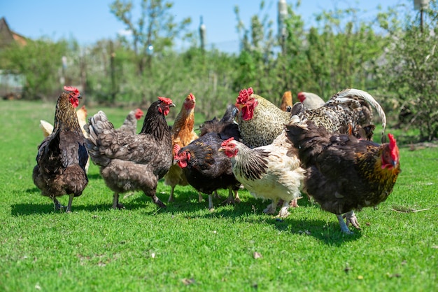 Galo e galinhas pastam na grama verde