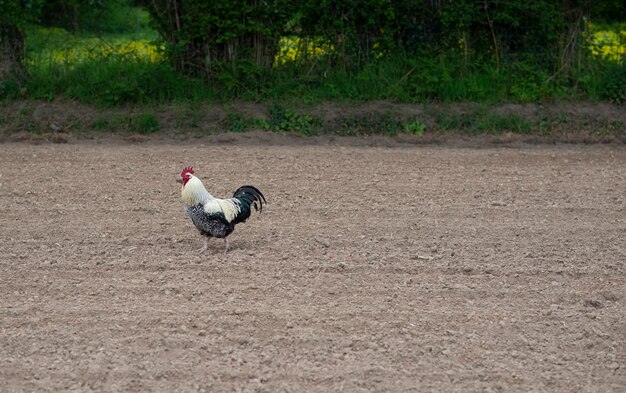 Galo em um campo arado na primavera