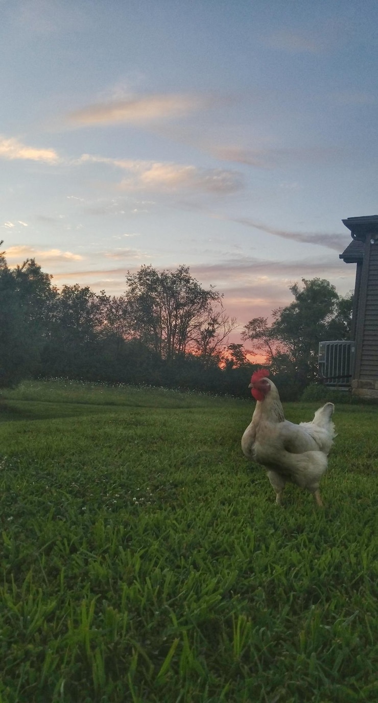 Foto galo em um campo gramado contra o céu durante o pôr do sol
