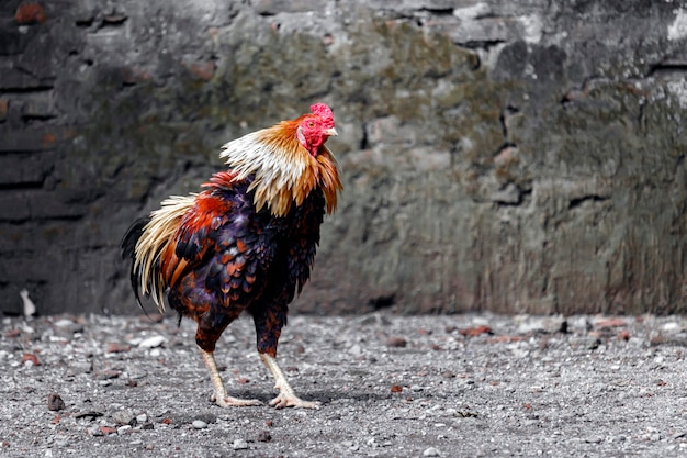 galo em uma fazenda com quintal