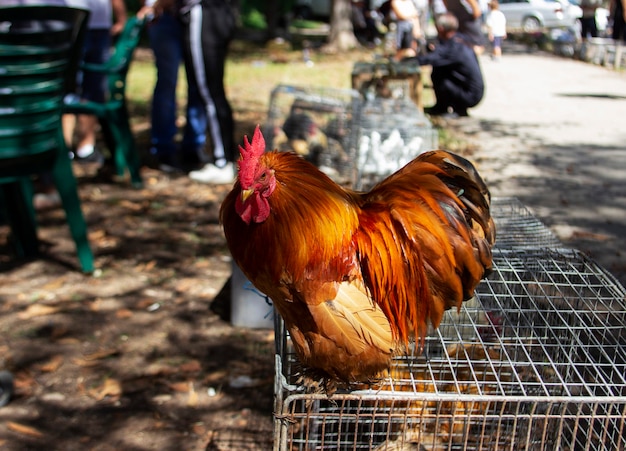 Galo em uma gaiola, exposição agrícola na moldávia. foco seletivo.