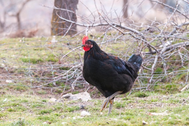 Galo - espécies de aves galiformes da família Phasianidae