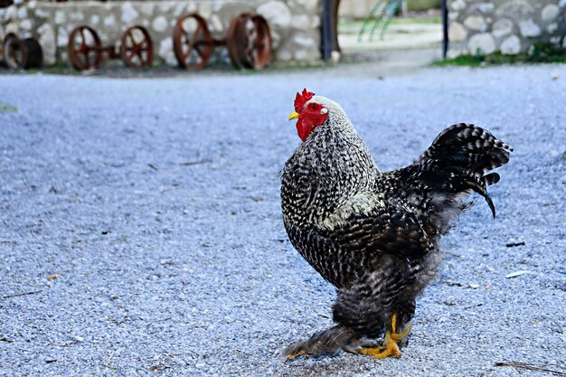 Galo - espécies de aves galiformes da família Phasianidae