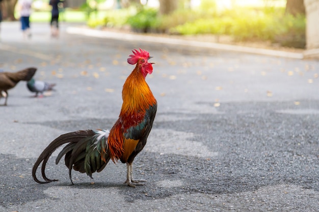 Galo galinhas ou galo luta é um animal de estimação popular na Ásia para consumir ovos.