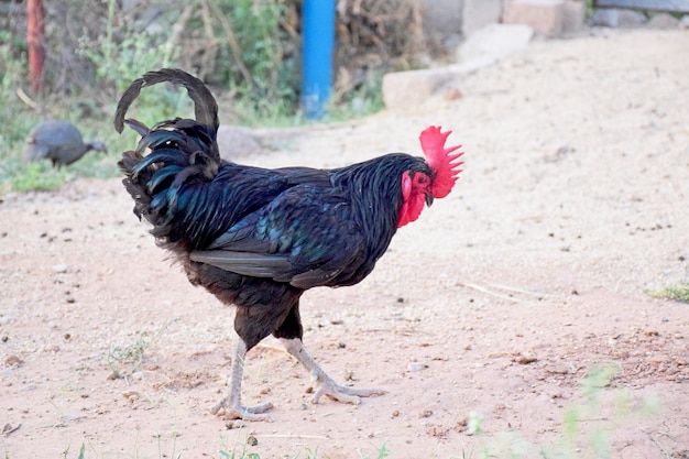 Galo lindo preto