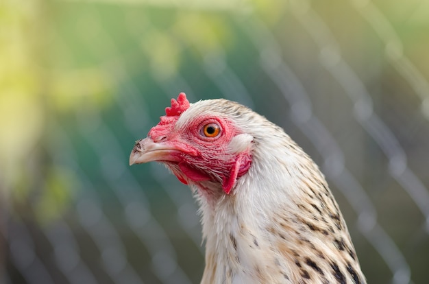 Galo na área externa de um galinheiro.