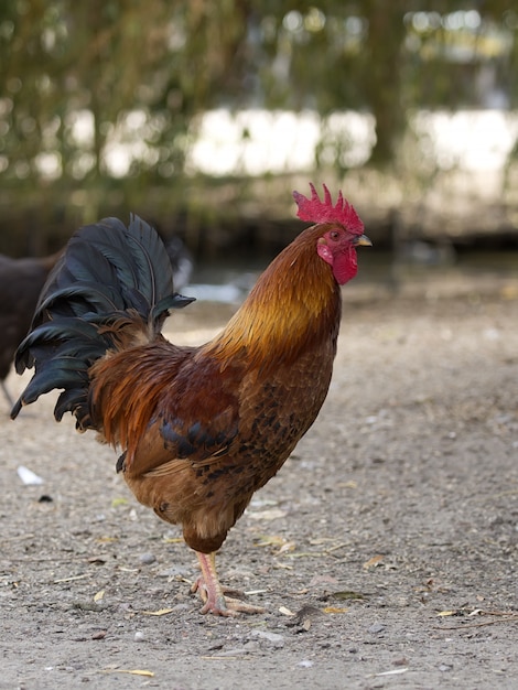 Galo na fazenda