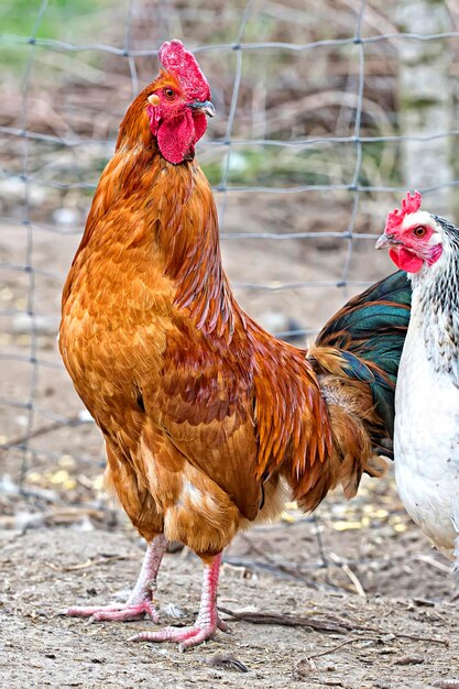 Galo na fazenda