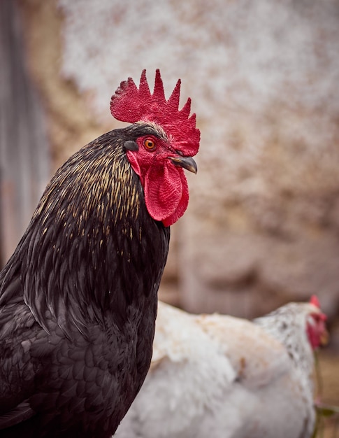 Galo na natureza borrada