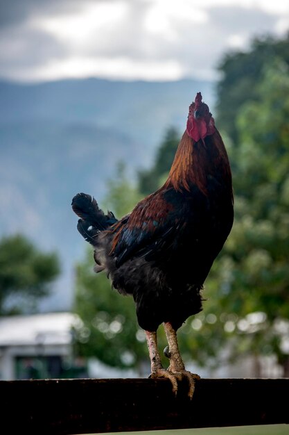 Foto galo no curral da fazenda