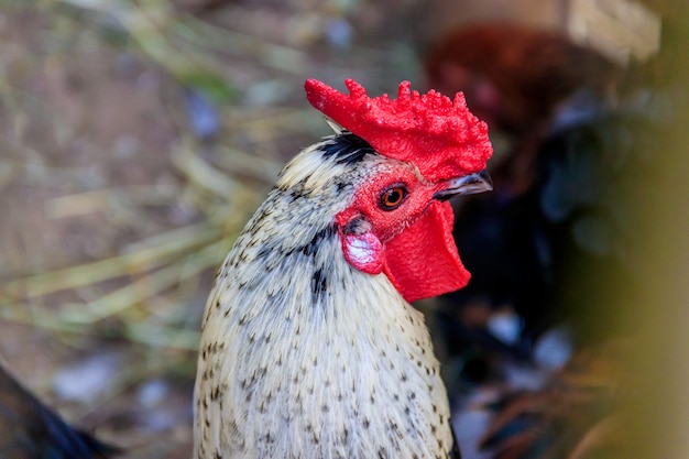 Galo no zoológico. Aves domésticas. Gado. Animal em cativeiro. Aves no zoológico.