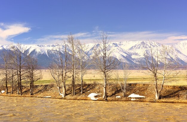 La gama NorthChui en las montañas de Altai Árboles desnudos en la orilla del río en la estepa de Kurai