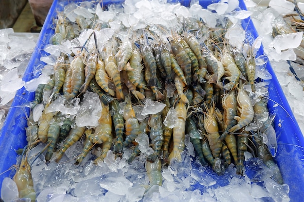 Gamba de agua dulce para vender en hielo en el mercado de mariscos