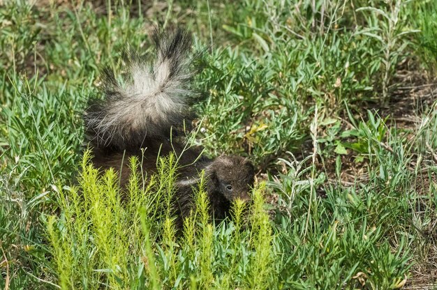 Gambá nariz de porco Província de La Pampa Patagônia Argentina