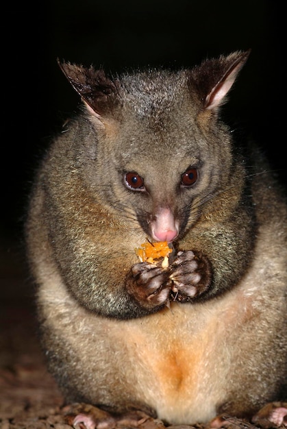 Foto gambá trichosurus vulpecula marsupial austrália