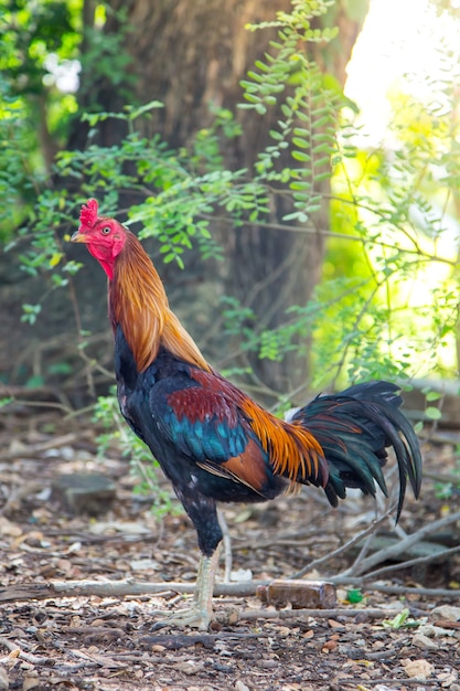 Foto gamecocks na tailândia, cor bonita. briga de galo vermelha abstrata, galinha.