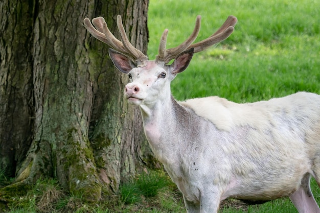 Gamo blanco en la naturaleza Gamo albino raro Dama dama animal en peligro de extinción