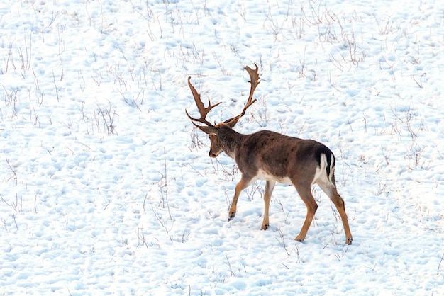 Gamo buck nieve paisaje invernal (Dama Dama)