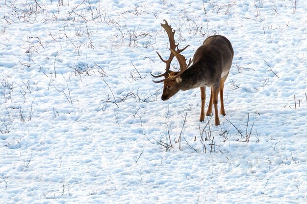 Gamo buck nieve paisaje invernal (Dama Dama)