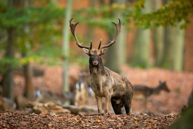 Gamo ciervo de pie en el bosque en otoño