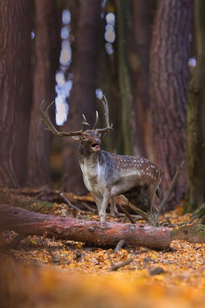 Gamo ciervo rugiendo en el bosque otoñal.