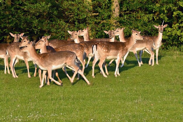 Gamo Dama dama Belo fundo natural com animais Pôr do sol