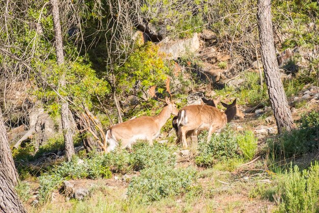 Gamo dama dama en el bosque muy temprano en la mañana Cazorla Jaén España