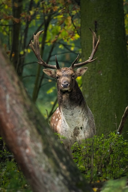 Gamo (Dama dama) en el bosque.