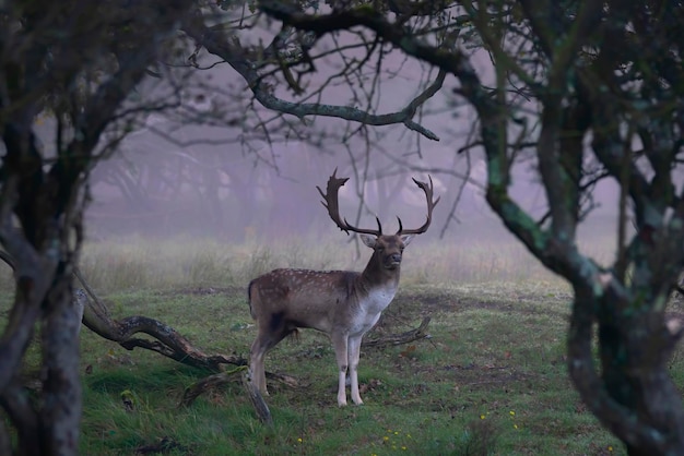 Gamo (Dama dama) en celo en el bosque