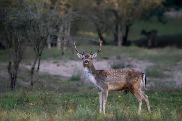 Gamo (Dama dama) en celo en el bosque